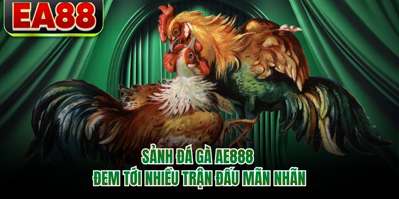 Sảnh đá gà AE888 đem tới nhiều trận đấu mãn nhãn